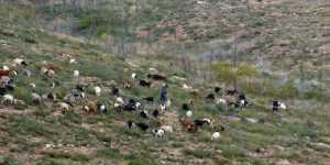 Μείωση χρόνου παραμονής μετακινούμενων κτηνοτρόφων της ΠE Ευρυτανίας