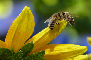 Σμήνος μελισσών «επιτέθηκε» σε ΙΧ: Αναφορές για άνθρωπο χωρίς τις αισθήσεις του