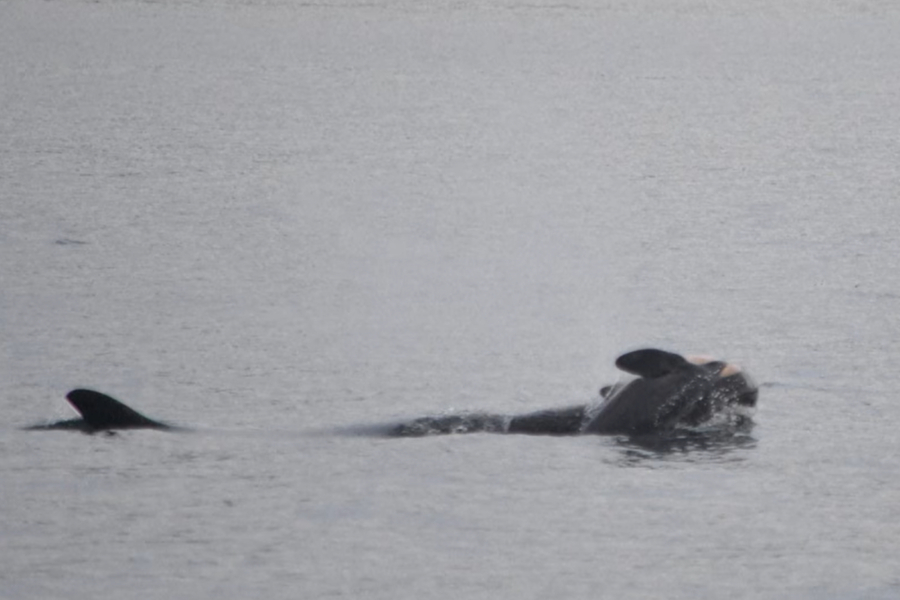 Η όρκα Tahlequah θρηνεί την απώλεια και δεύτερου μωρού της – Κουβαλάει επί μέρες το νεκρό κουφάρι του