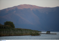 Μικρή Πρέσπα: Θα απομακρυνθούν οι νεκροί αργυροπελεκάνοι