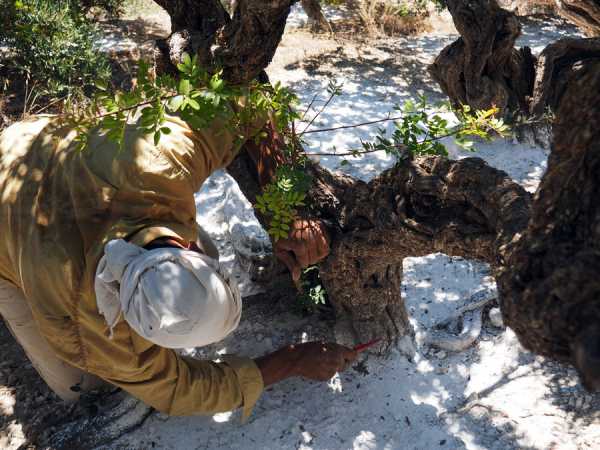 Συμφωνία Τράπεζας Πειραιώς για Συμβολαιακή Γεωργία με την Ένωση Μαστιχοπαραγωγών Χίου