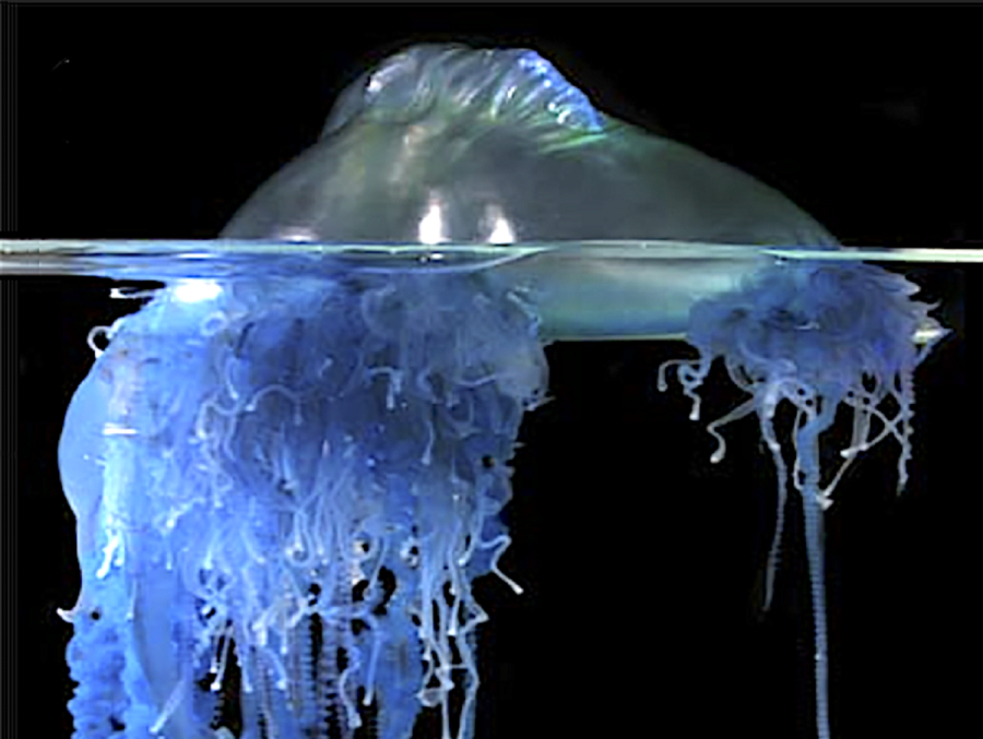 Μοιάζει με μέδουσα αλλά δεν είναι: Κίνδυνος με τον «Πορτογάλο πολεμιστή»