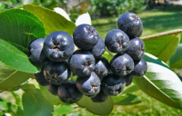 Αυτό το αντιοξειδωτικό superfood ρίχνει χοληστερόλη και πίεση - Είναι μέχρι και αντίδοτο στη ραδιενέργεια