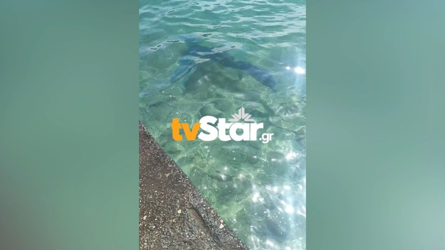 Γαλάζιος καρχαρίας κολυμπά «μια ανάσα» από την ακτή στη Βοιωτία (βίντεο)