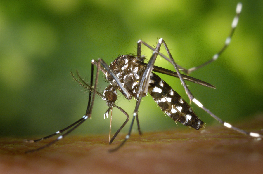 Δάγκειος πυρετός, ιός Ζίκα και ιός Τσικουνγκούνια μπορεί να μεταδοθούν με το τσίμπημα κουνουπιού