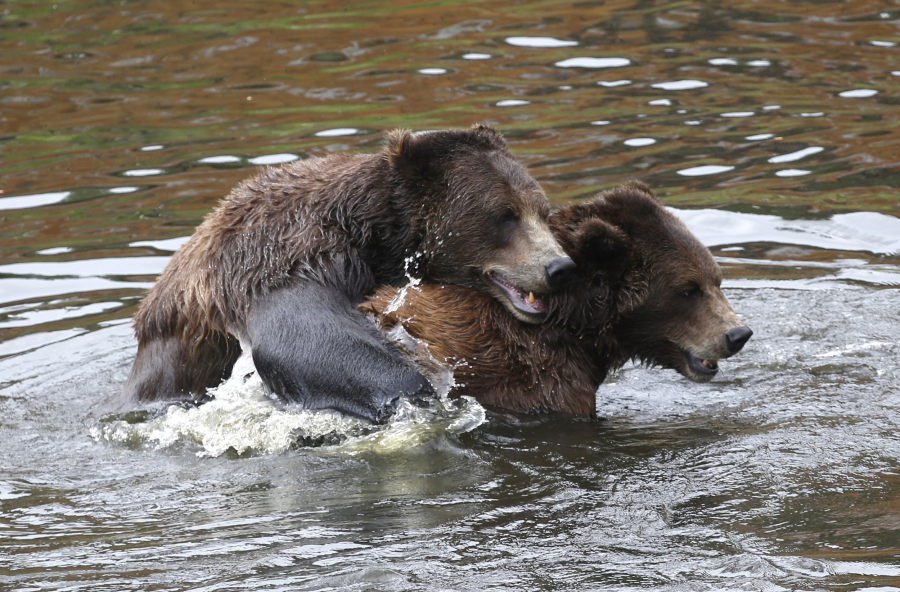Κόσοβο: Χωριό κατακλύστηκε από αρκούδες