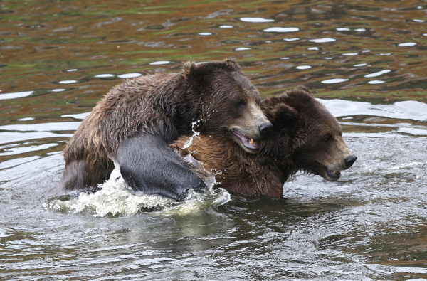 Κόσοβο: Χωριό κατακλύστηκε από αρκούδες