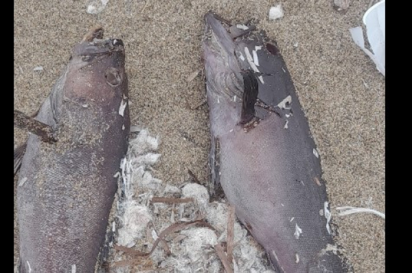 Δεκάδες νεκρά ψάρια ξεβράστηκαν στα Χανιά