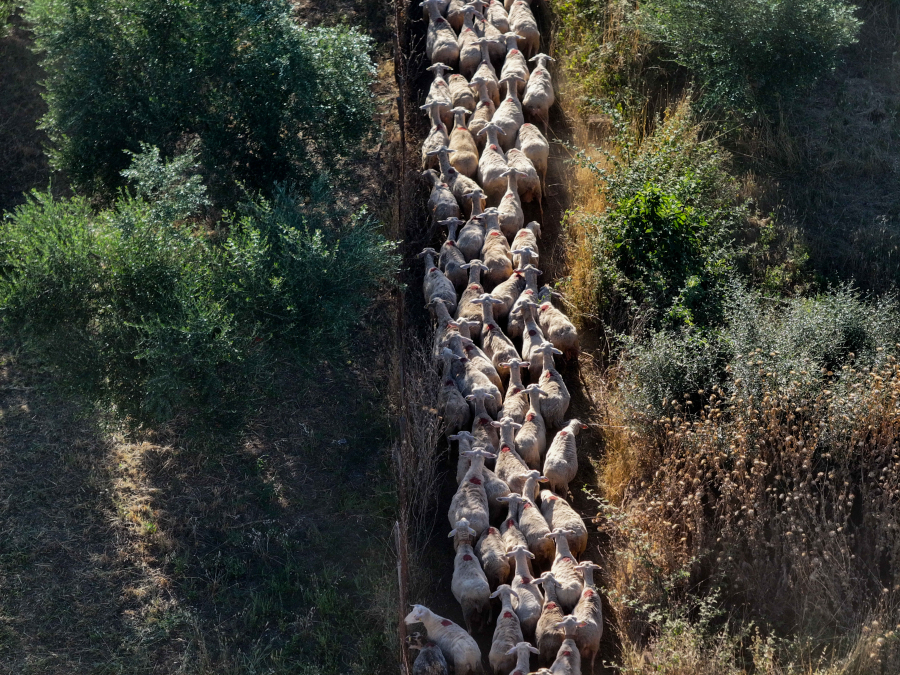 Ευλογιά των προβάτων: Εξαντλούνται τα αποθέματα γάλακτος, αναπόφευκτες οι ανατιμήσεις