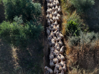 Ευλογιά των προβάτων: Εξαντλούνται τα αποθέματα γάλακτος, αναπόφευκτες οι ανατιμήσεις