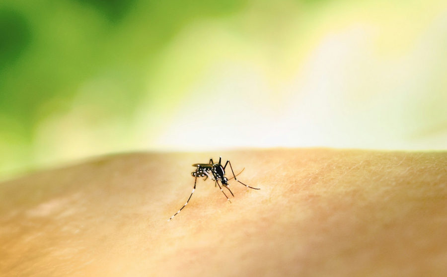 Ιός Δυτικού Νείλου: Οι περιοχές με τα περισσότερα κρούσματα