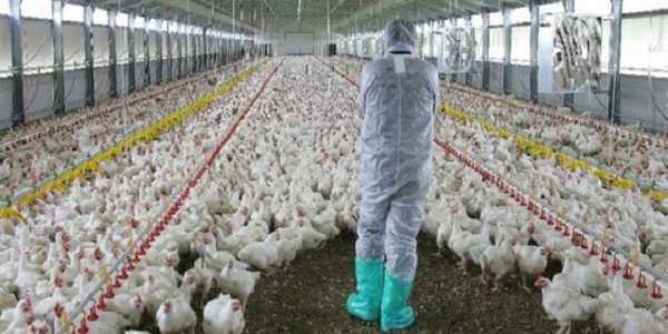 ''Πλάτες'' στο καρτέλ των πτηνοτροφικών επιχειρήσεων βάζει η Περιφέρεια Ηπείρο