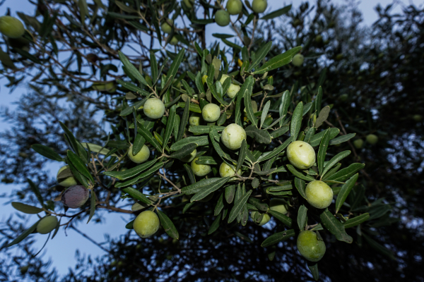 Mείωση 90% στην παραγωγή πράσινης ελιάς, η χειρότερη χρονιά όλων των εποχών για τη Χαλκιδική