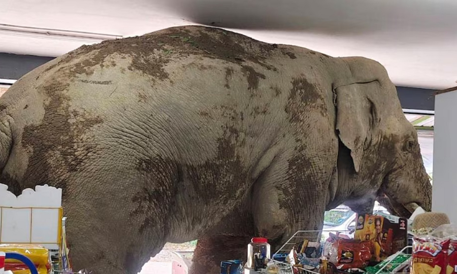 Πεινασμένος ελέφαντας εισέβαλε σε μίνι μάρκετ στην Ταϊλάνδη (Βίντεο)