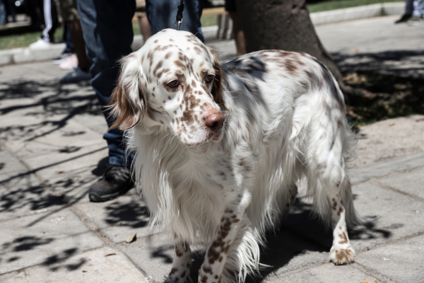 Σέρρες: Έδεσε σκύλο στο αυτοκίνητό του και τον έσερνε
