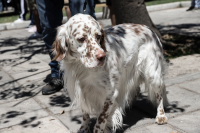 Σέρρες: Έδεσε σκύλο στο αυτοκίνητό του και τον έσερνε