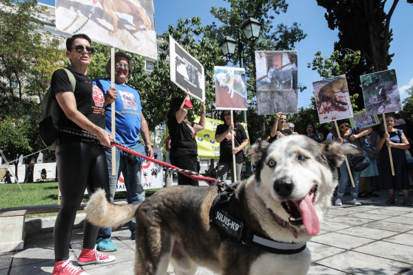 ΕΛΑΣ: Σοκάρουν τα στοιχεία για την κακοποίηση ζώων το πρώτο τετράμηνο του 2023