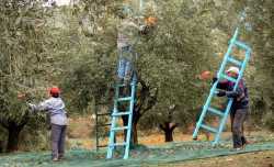 Οι περιοχές για την εισφορά δακοκτονίας εκτός οι βιοκαλλιεργητές