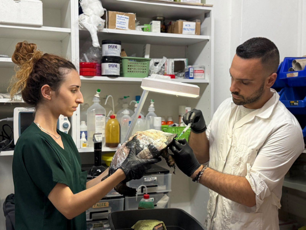 Φωτιά στον Κουβαρά: Πυρόπληκτες χελώνες έφτασαν στην ΑΝΙΜΑ για περίθαλψη (Εικόνες)