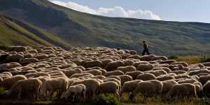 Οι κτηνοτρόφοι διαμαρτύρονται για καταρροϊκό εξισωτική και βοσκοτόπια