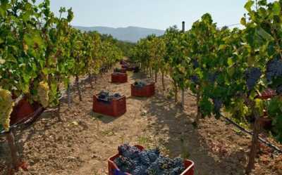 Δήμος Θερμαϊκού: Εκδήλωση για τον αγροτουρισμό