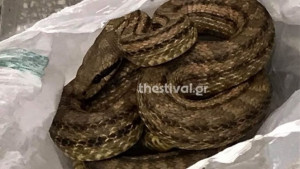 Φίδι προκάλεσε αναστάτωση στη Θεσσαλονίκη (φωτο)