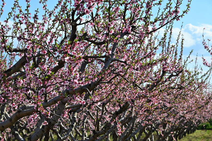 Καιρός: «Αντικυκλώνας εδραιώνει για τα καλά την Άνοιξη», πρόγνωση Τσατραφύλλια