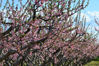 Καιρός: «Αντικυκλώνας εδραιώνει για τα καλά την Άνοιξη», πρόγνωση Τσατραφύλλια