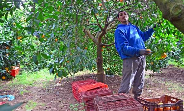 Πρόγραμμα ενίσχυσης σε καλλιέργειες ροδακινιάς, βερικοκιάς και νεκταρινιάς