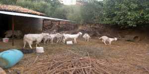 Μόνιμες κτηνοτροφικές εγκαταστάσεις σε δάση προβλέπει το νομοσχέδιο του ΥΠΕΚΑ