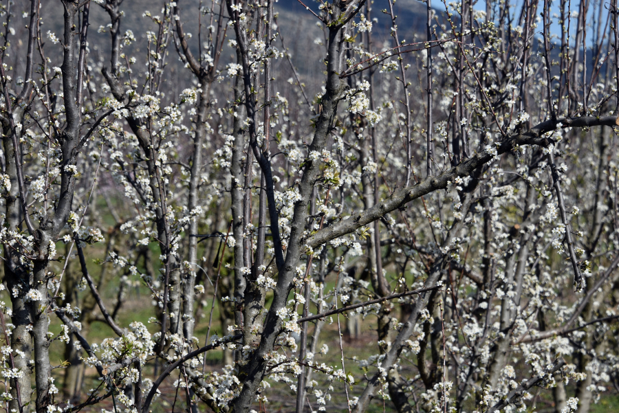 Χαλαζόπτωση κατέστρεψε πλήρως κερασιές, βερικοκιές, αχλαδιές στην Λάρισα