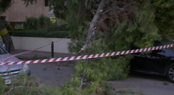 Πτώση δέντρου στο Παλαιό Φάληρο - Κλειστό τμήμα της οδού Δημοκρατίας