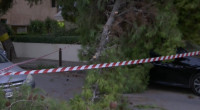 Πτώση δέντρου στο Παλαιό Φάληρο - Κλειστό τμήμα της οδού Δημοκρατίας