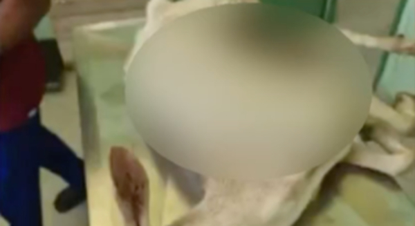 Κτηνωδία στην Κρέστενα Ηλείας: Πέταξαν ζωντανή ακρωτηριασμένη κατσίκα