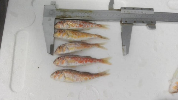 Κατασχέθηκαν 360 κιλά κουτσομούρας λόγω... μεγέθους