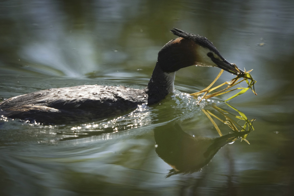 Επικίνδυνα φύκια κατακλύζουν τις ισπανικές παραλίες - Προειδοποιήσεις για περιβαλλοντική καταστροφή