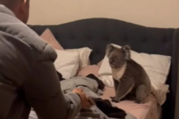 Γύρισαν στο σπίτι και βρήκαν ένα κοάλα δίπλα στο κρεβάτι τους (Βίντεο)