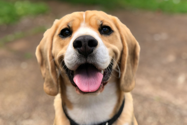 Θεσσαλονίκη: Αθωώθηκε 66χρονη που είχε ηλεκτρονικό κολάρo σε σκύλο - Ποινική έρευνα για τον γιο της