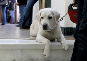 Καλαμάτα: Καταδικάστηκε ηλικιωμένος που κλώτσησε σκύλο