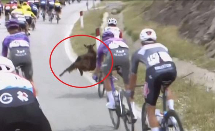 Γύρος Ιταλίας: Κατσίκα «επιτέθηκε» σε ποδηλάτη κάνοντας άλμα (Βίντεο)