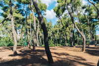 Δήμος Αθηναίων: Το Άλσος Χωροφυλακής ξανά ανοιχτό για το κοινό
