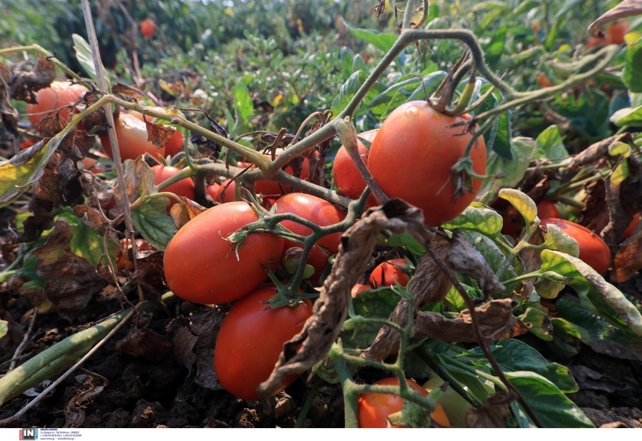 60 εκατ. ευρώ στο πρόγραμμα «Κομφούζιο», νέες καλλιέργειες και εντομολογικοί στόχοι