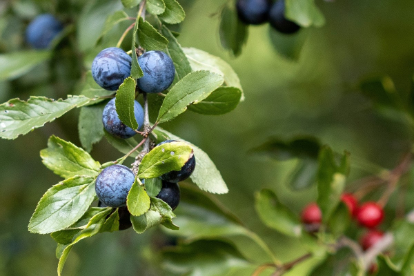 Τι θα συμβεί στο σώμα σας αν τρώτε κάθε μέρα δαμάσκηνα