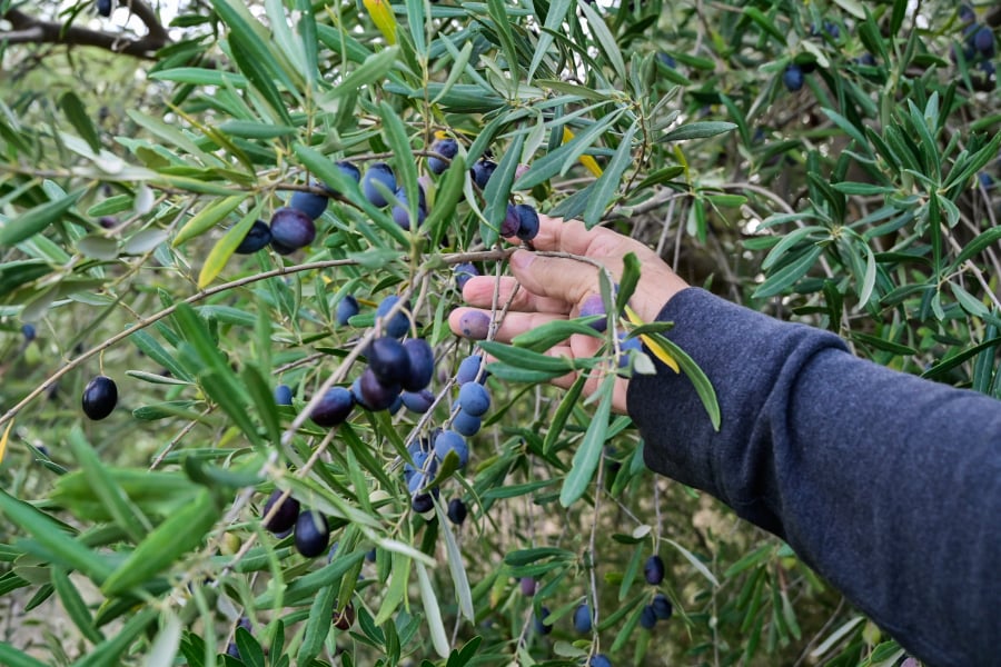 ΟΠΕΚΕΠΕ: Σήμερα η πληρωμή της βασικής ενίσχυσης - Τι ώρα μπαίνουν λεφτά στα ATM