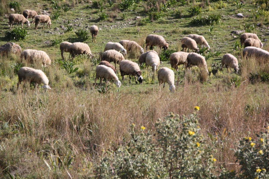 ΟΠΕΚΕΠΕ: Φήμες για «γαλάζια» συντονίστρια - Η απάντηση της Καλλιόπης Σεμερτζίδου