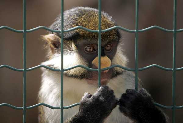 Τέλος στις εκδρομές μαθητών σε ζωολογικούς κήπους βάζει το Υπ. Παιδείας
