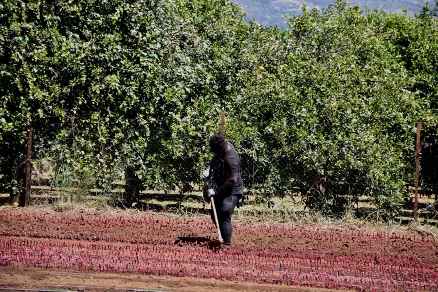 Στο «χείλος του γκρεμού» ο ΟΠΕΚΕΠΕ - Κίνδυνος να χαθούν οι επιδοτήσεις για αγρότες και κτηνοτρόφους