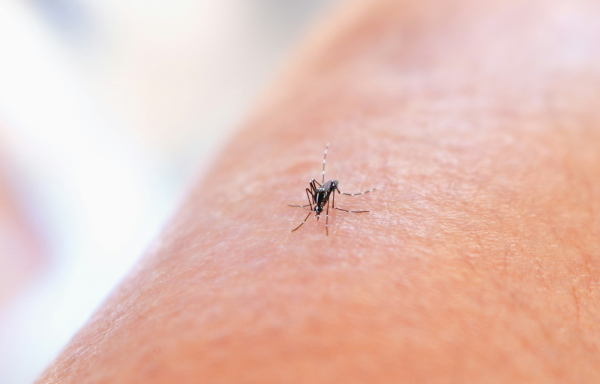 Συναγερμός και στην Κρήτη για τον ιό του Δυτικού Νείλου: Καταγράφηκε το πρώτο κρούσμα