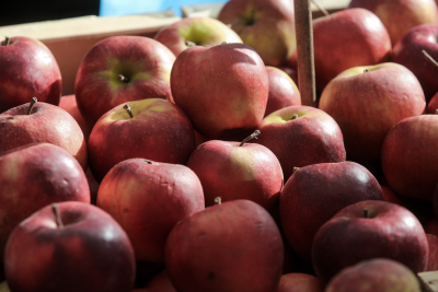 Έφτασαν οι αποζημιώσεις σε μήλα και κάστανα - Δείτε τα ποσά και ποιους αφορά