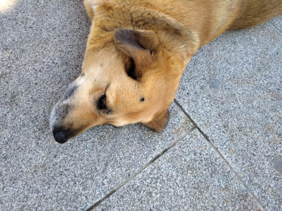 Σέρρες: Ανεγκέφαλος έσβησε τσιγάρο στο κεφάλι αδέσποτης σκυλίτσας